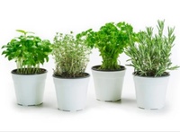 Plantes Aromatiques