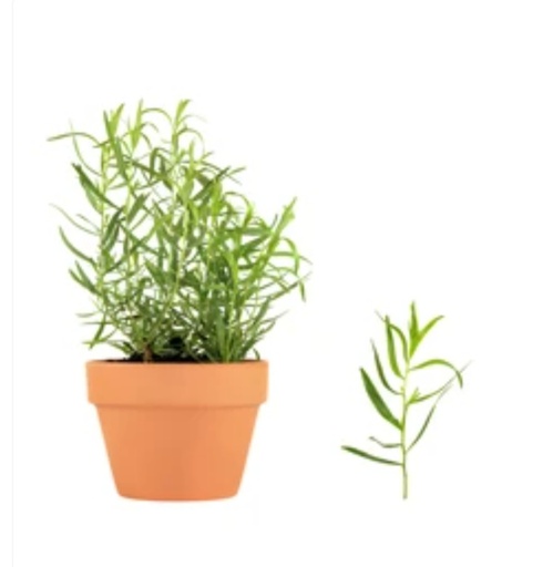 [eep] Estragon En Pot Be 