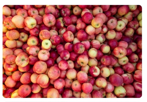 [psec] Pomme Santana TBE 